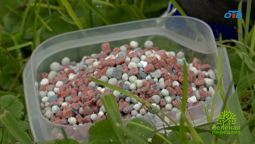 Осенние удобрения: секрет здорового сада в следующем сезоне