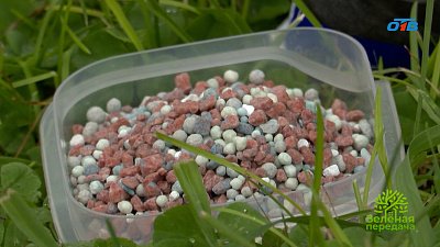 Осенние удобрения: секрет здорового сада в следующем сезоне