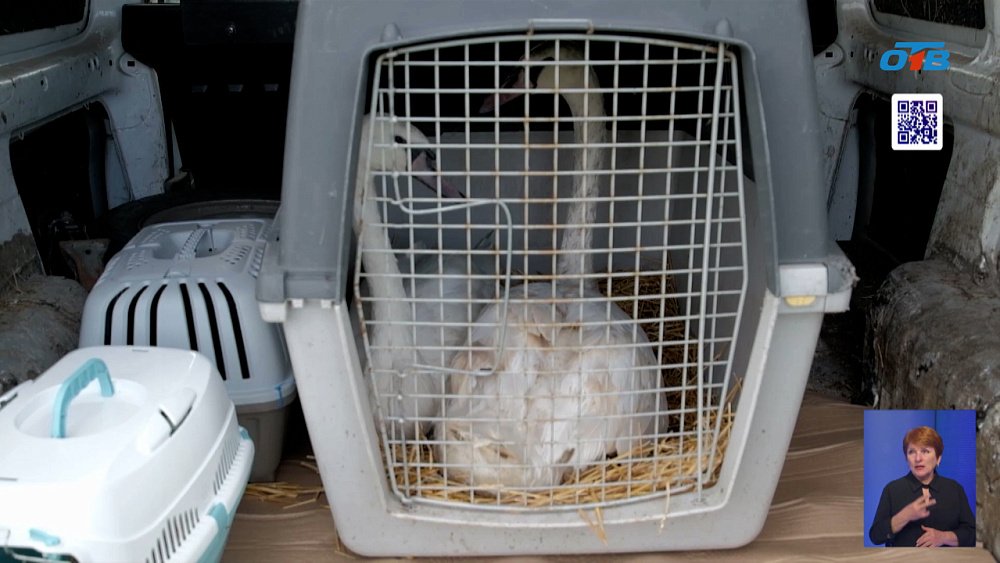 В южноуральском заказнике выпустили спасенных животных