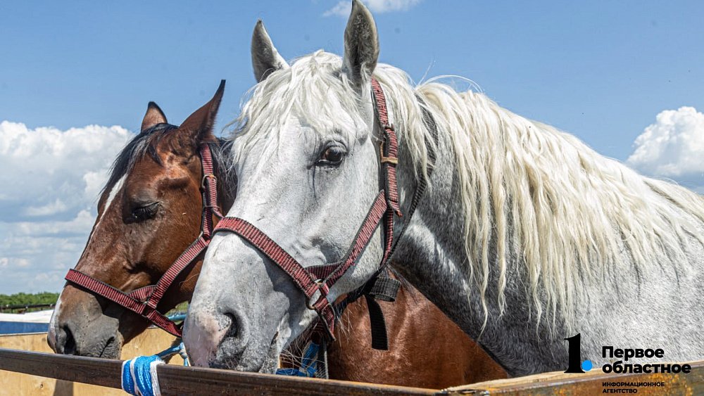 Конные скачки пройдут в Троицке 6 сентября