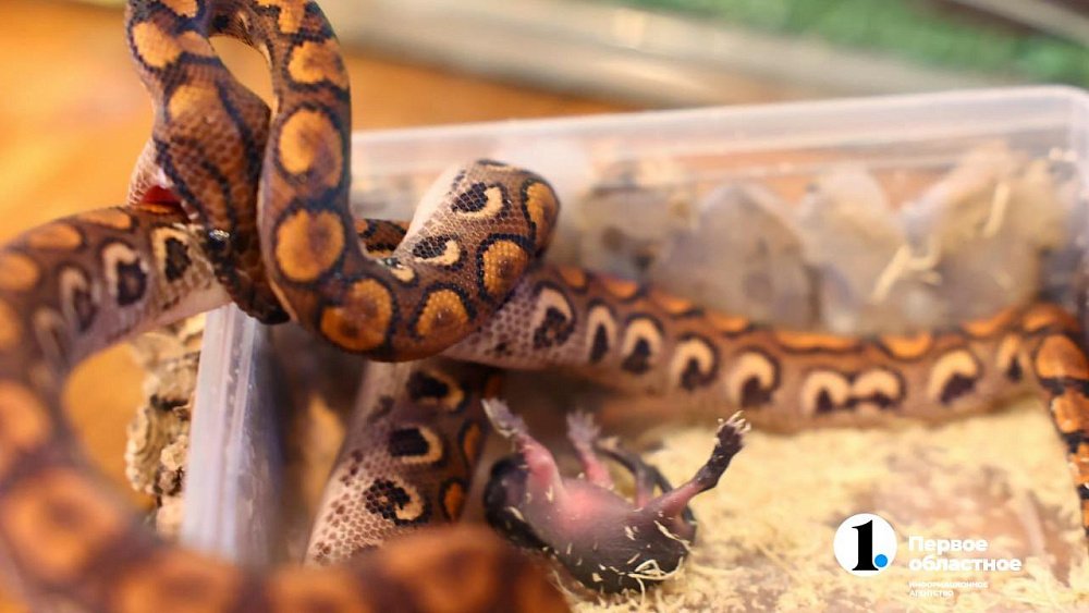 Южноуральцам запретили держать в квартирах тигров, кобр и пингвинов