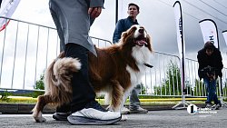 «Уральская погода создана для бега»: Карабашский полумарафон вышел на международный уровень