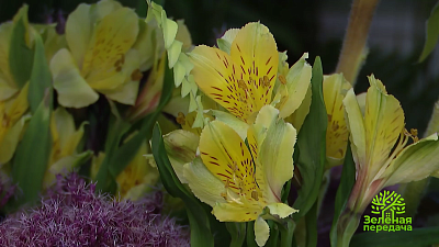 Как увеличить урожай ягод в следующем году?