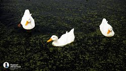 В копейском храме ведут подсобное хозяйство и делятся урожаем с прихожанами