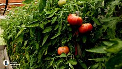 В копейском храме ведут подсобное хозяйство и делятся урожаем с прихожанами