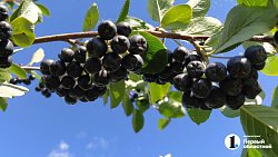 Челябинские садоводы продают на рынках богатый урожай — 2025