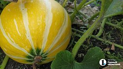 Челябинские садоводы продают на рынках богатый урожай — 2025