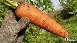 Челябинские садоводы продают на рынках богатый урожай — 2025