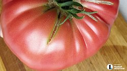 Челябинские садоводы продают на рынках богатый урожай — 2025