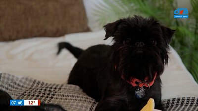 Гриффоны в рубрике «Усы, лапы и хвост»