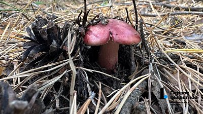 Благоприятная для грибов погода установилась в Челябинской области