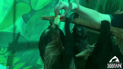 Ленивцы из Челябинского зоопарка дают мастер-классы по отдыху