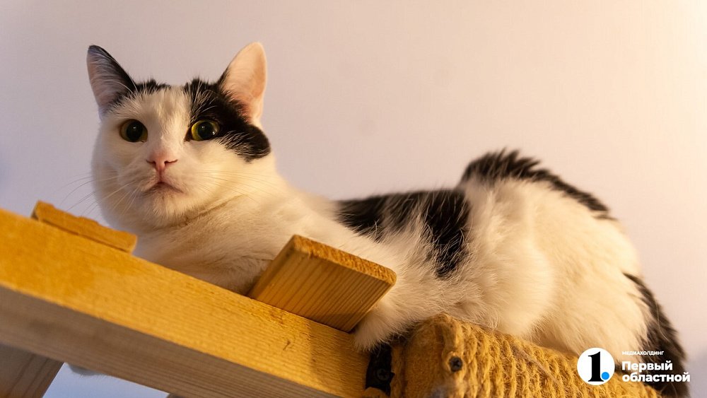 Владелец «Котодеревни» в Челябинске оформил лицензию после штрафа 30 тыс. рублей