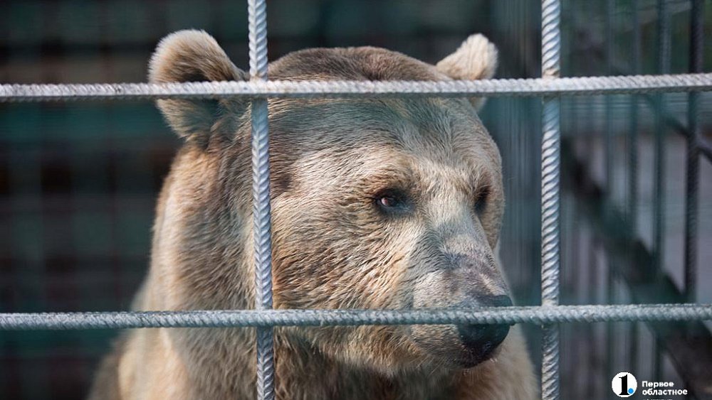 В жилой микрорайон Катав‑Ивановска забрел медведь