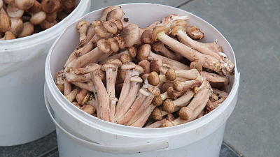 В лесах возле Миасса появились грибы