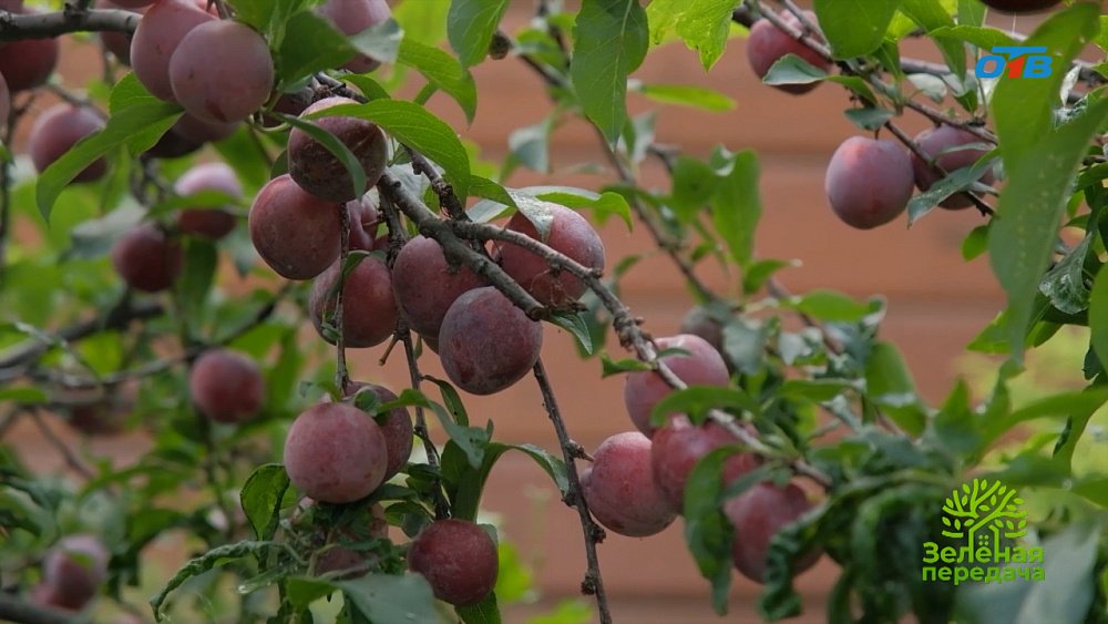 Секреты богатого урожая сливы