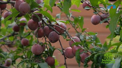 Секреты богатого урожая сливы