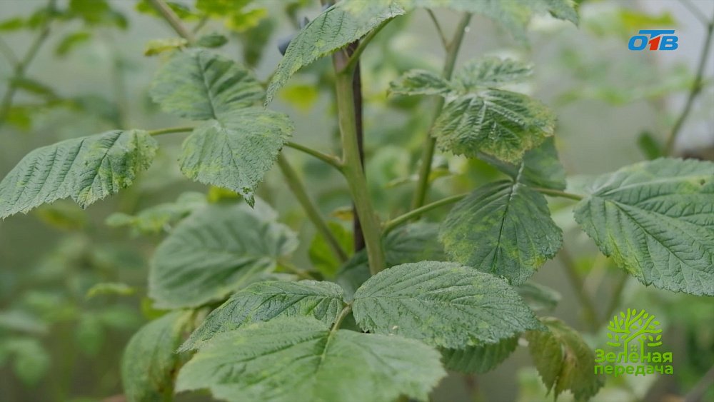 Дидимелла атакует малину: как спасти урожай