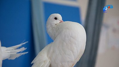 Жители Миасса заводят декоративных голубей