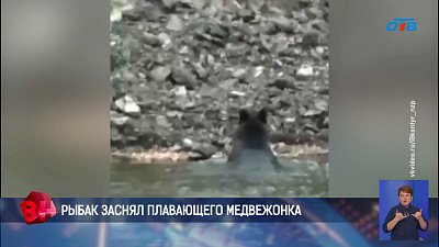 В Нязепетровском водохранилище рыбак заснял плавающего медвежонка