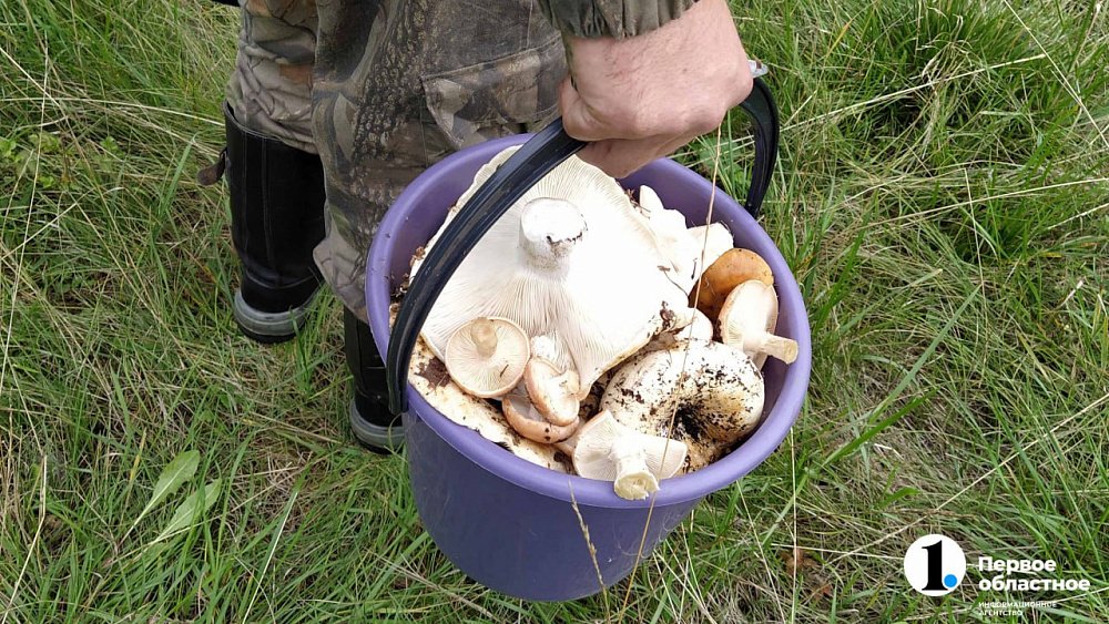 Курс груздя: почем в Челябинской области продают свежие и маринованные грибы