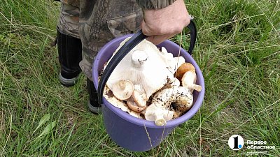 Курс груздя: почем в Челябинской области продают свежие и маринованные грибы