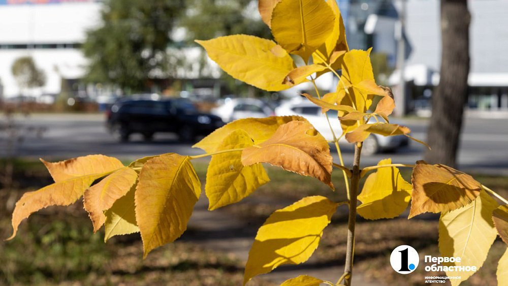 37‑я неделя 2025 года начнется и закончится 20‑градусным теплом в Челябинской области