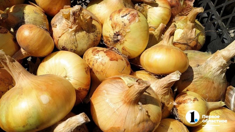 Десять фактов о репчатом луке