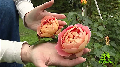 В «Зеленой передаче» рассказали, как собрать осенний букет