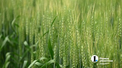 В Челябинской области назвали топ‑5 популярных продуктов для агроэкспорта