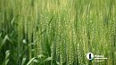 В Челябинской области назвали топ‑5 популярных продуктов для агроэкспорта