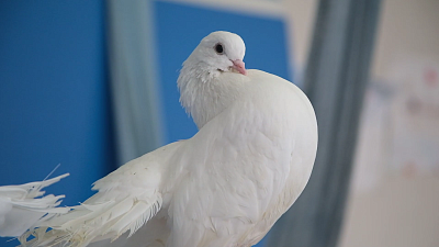 В Миассе цирковые артисты выступают с ручными голубями