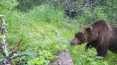 Частые встречи с медведями в Челябинской области объяснил сотрудник Минэкологии