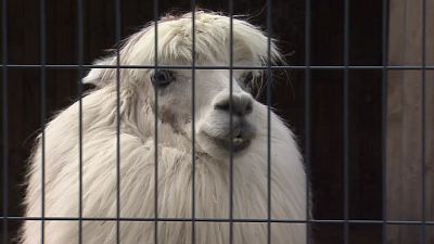В Челябинском зоопарке отметили День альпака