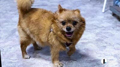 В челябинском драмтеатре ищут собаку-актера для роли в «Доходном месте»