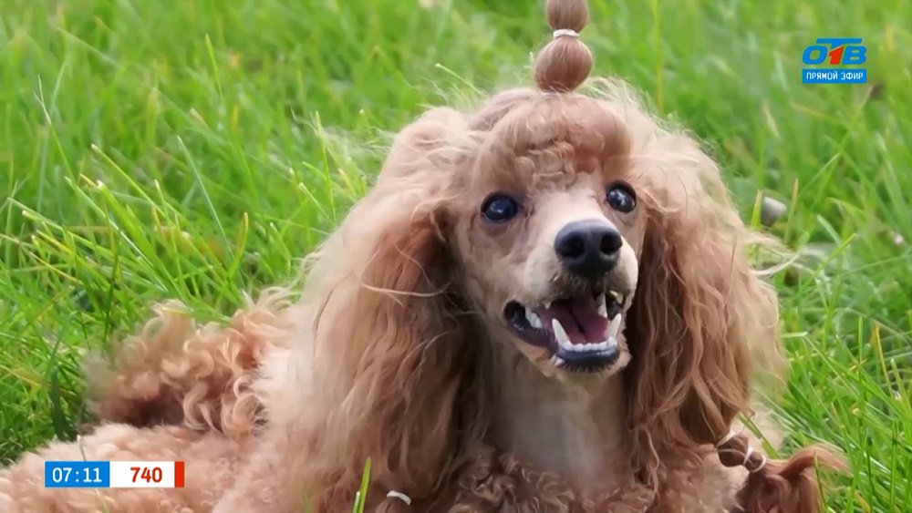 Пудели в рубрике «Усы, лапы и хвост»