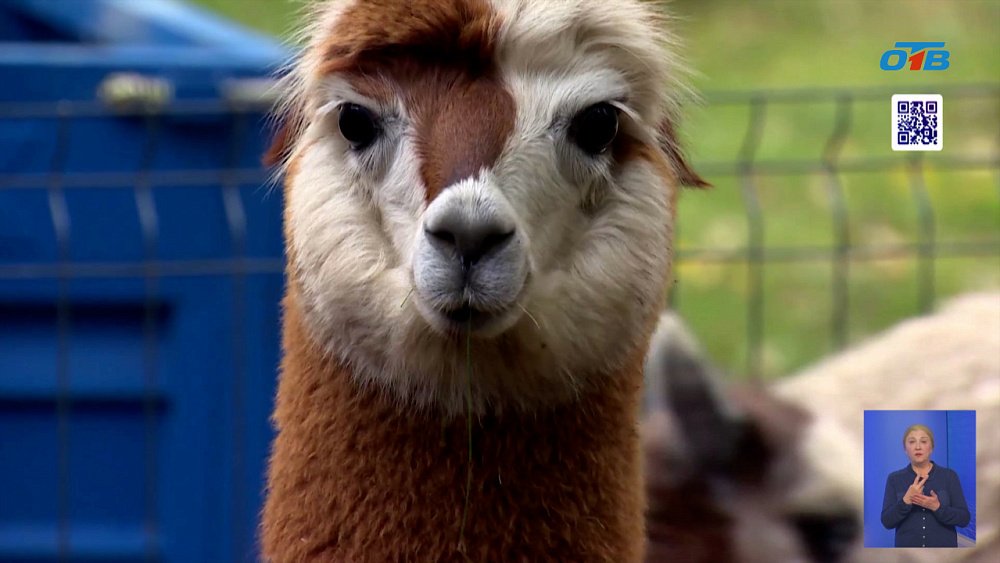 В зоопарке Челябинска отметили Всемирный день альпак