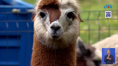 В зоопарке Челябинска отметили Всемирный день альпак