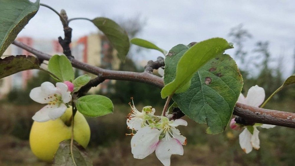 В Ботаническом саду ЧелГУ зацвели яблони