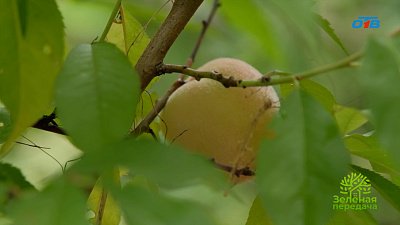 Как вырастить сладкие персики на Южном Урале