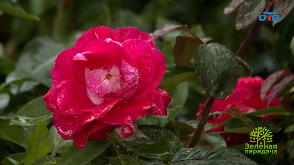 Осенний уход за розами на Южном Урале