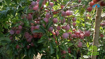 Забытый сорт сливы «Аленушка»: сказочный урожай для южноуральских садов