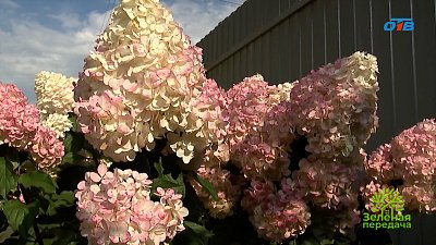 Секреты пышного цветения гортензий