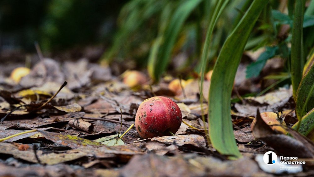 На Южном Урале объявили штормовое предупреждение из‑за ночных заморозков