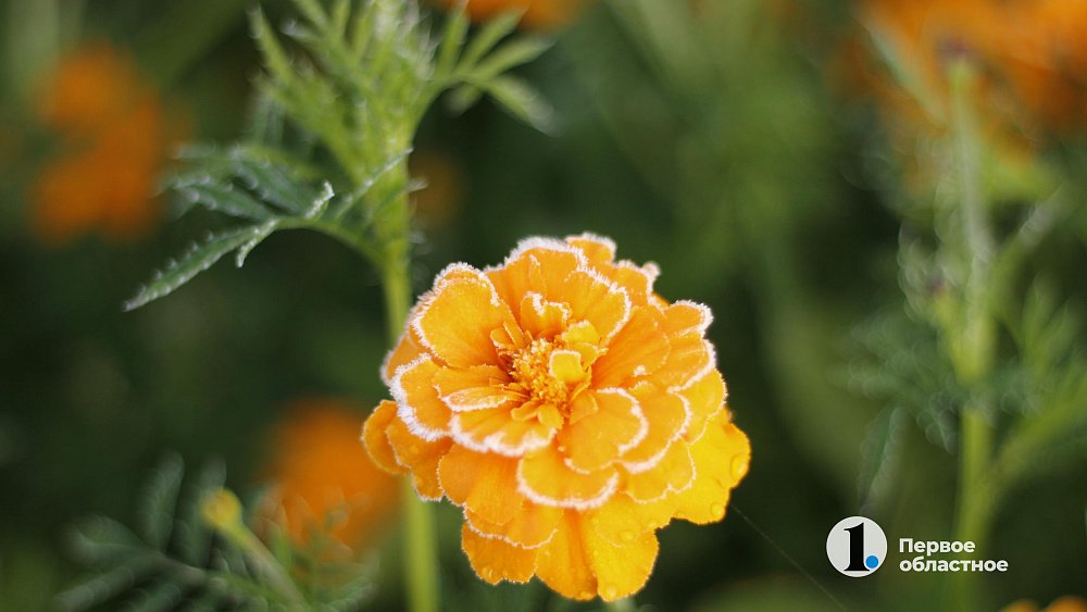 Первые заморозки ударили в Челябинской области