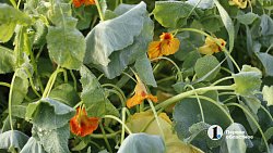 Первые заморозки ударили в Челябинской области