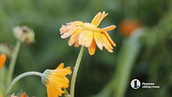 Первые заморозки ударили в Челябинской области