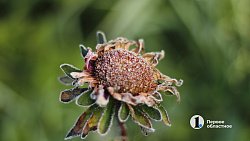 Первые заморозки ударили в Челябинской области