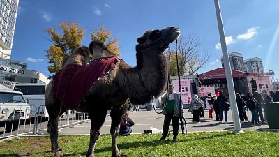 В Челябинске можно попробовать «Блюда от верблюда»