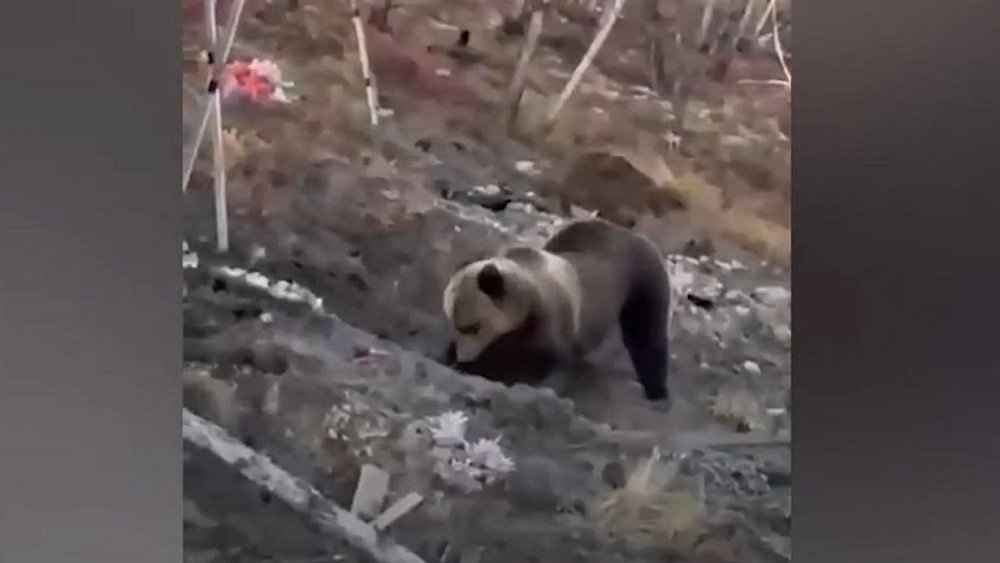 Мэрия Златоуста опровергла подлинность видео с медведем на кладбище